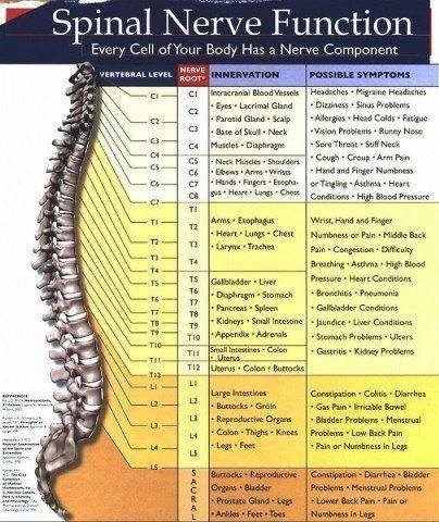 Vertebrae Organ Chart
